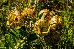 Pachycarpus grandiflorus
