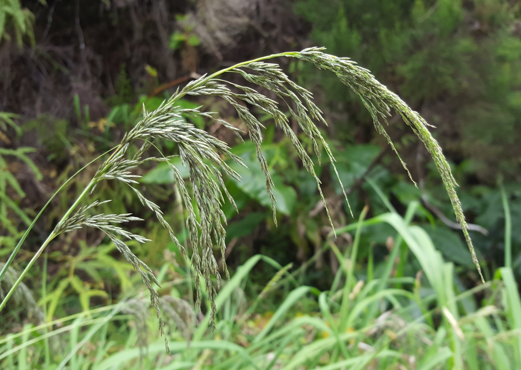 (c) François Rousseu, certains droits réservés (CC BY-NC) https://www.inaturalist.org/observations/101818291