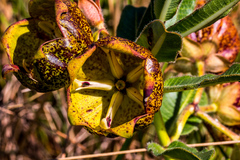 Pachycarpus grandiflorus