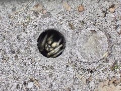 Portacosa