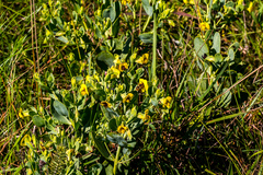 Rafnia elliptica