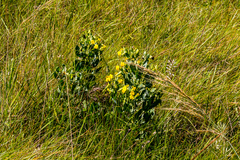 Rafnia elliptica