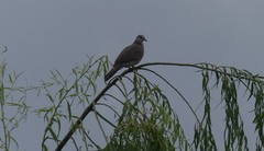 Streptopelia chinensis