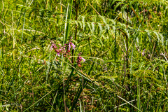 Syncolostemon rotundifolius