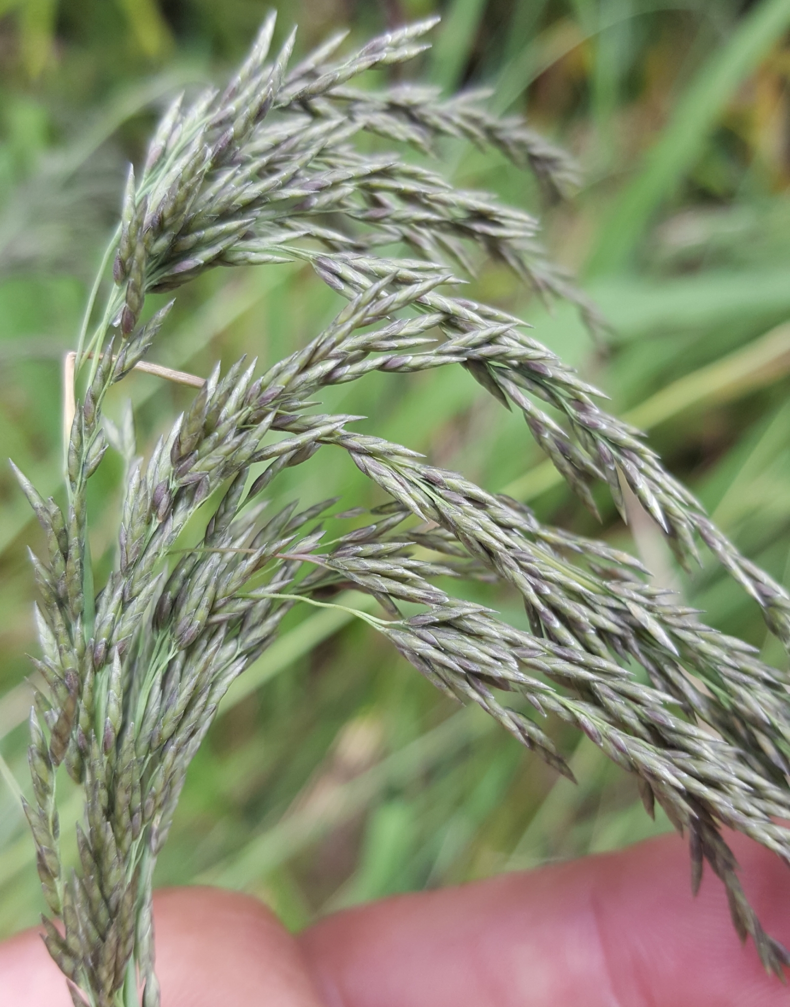 (c) François Rousseu, certains droits réservés (CC BY-NC) https://www.inaturalist.org/observations/101818291