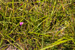 Tephrosia bachmannii