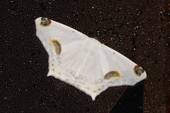 Sericoptera mahometaria