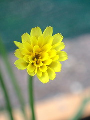 Microseris scapigera