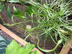 Microseris scapigera