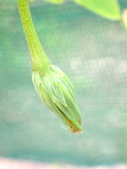 Microseris scapigera