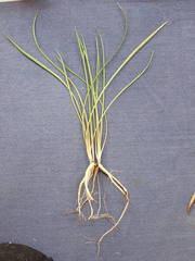 Microseris scapigera