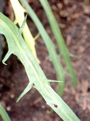 Microseris scapigera