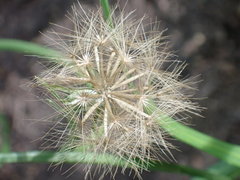 Microseris scapigera