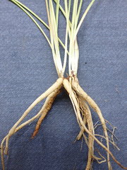 Microseris scapigera