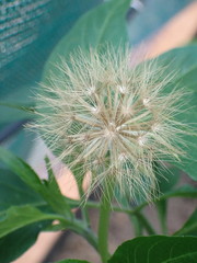 Microseris scapigera