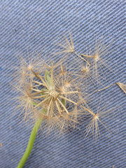 Microseris scapigera