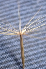 Microseris scapigera