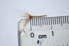 Microseris scapigera