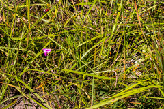 Tephrosia bachmannii