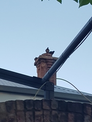 Columba livia domestica