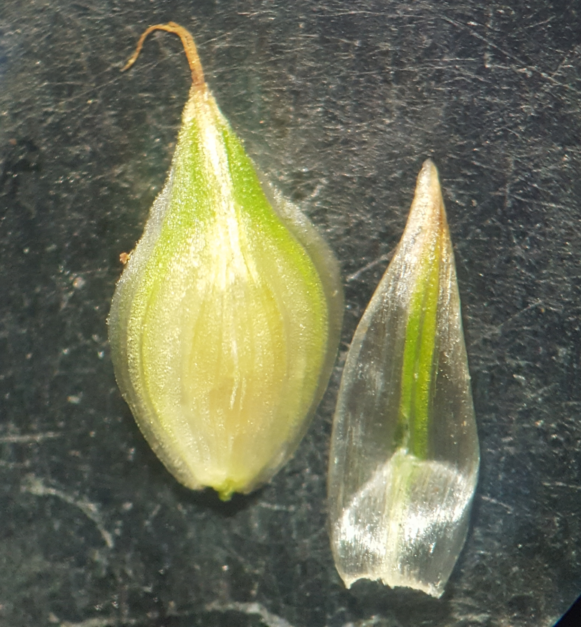 (c) François Rousseu, certains droits réservés (CC BY-NC) https://www.inaturalist.org/observations/101818453