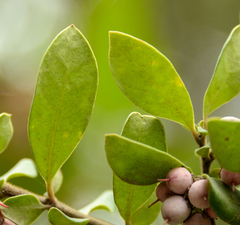 Azara integrifolia