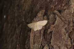 Idaea ptyonopoda