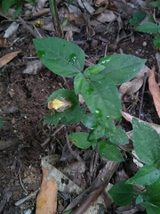 Chauliognathus expansus