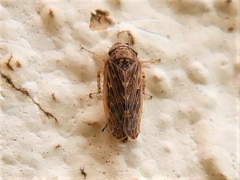 Euscelidius variegatus