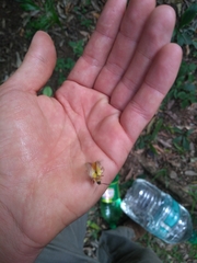 Chauliognathus expansus