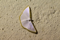 Leuciris fimbriaria