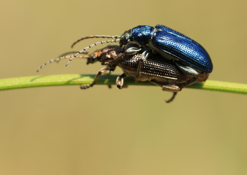 jewel reed beetle
