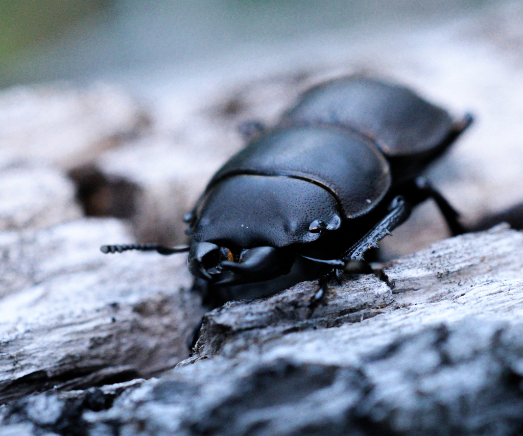 Apterodorcus bacchus