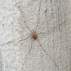 Dasylobus argentatus