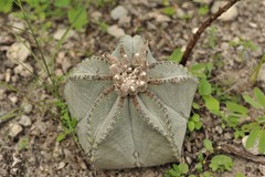 Astrophytum myriostigma