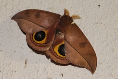 Automeris melanops