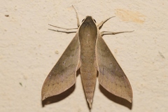 Xylophanes porcus