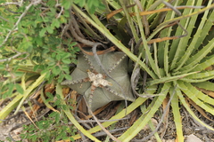 Astrophytum myriostigma