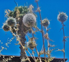 Echinops spinosissimus