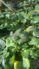 Alliaria petiolata