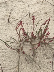 Rumex graminifolius