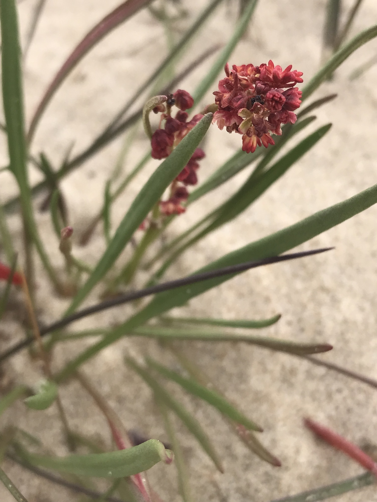 Rumex graminifolius