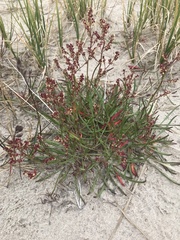 Rumex graminifolius