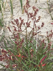 Rumex graminifolius