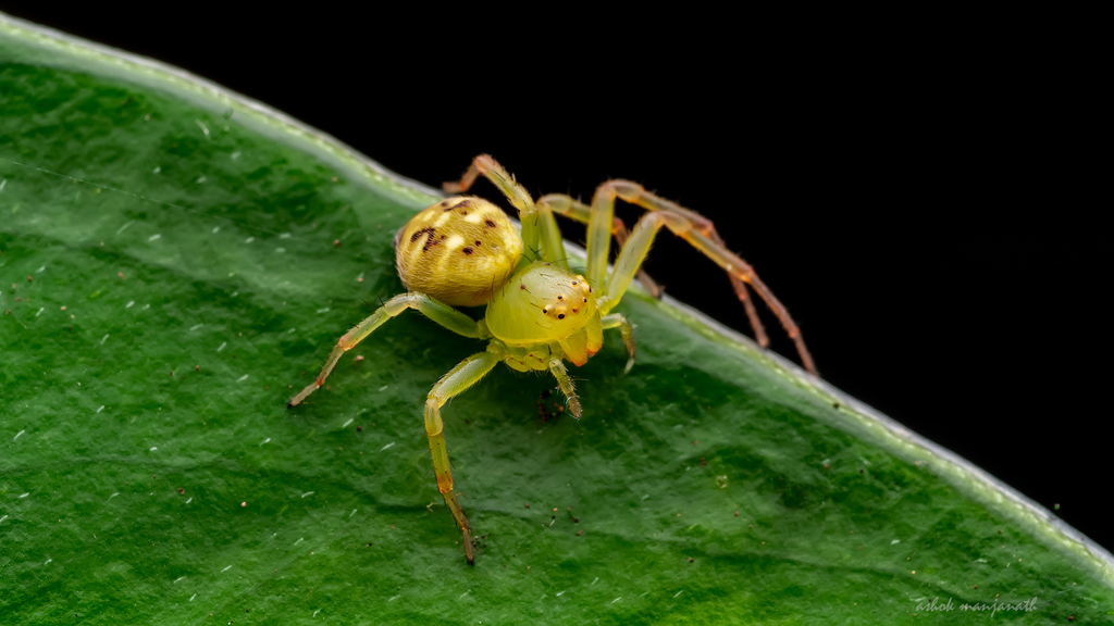 Diaea subdola