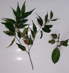 Psidium friedrichsthalianum