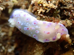 Goniobranchus thompsoni