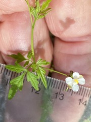 Cardiospermum microcarpum