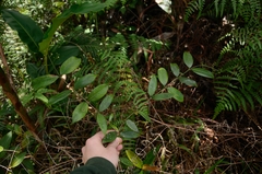 Psychotria sarmentosa