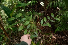 Psychotria sarmentosa